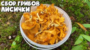 СБОР ЛИСИЧЕК В СМЕШАННОМ ЛЕСУ