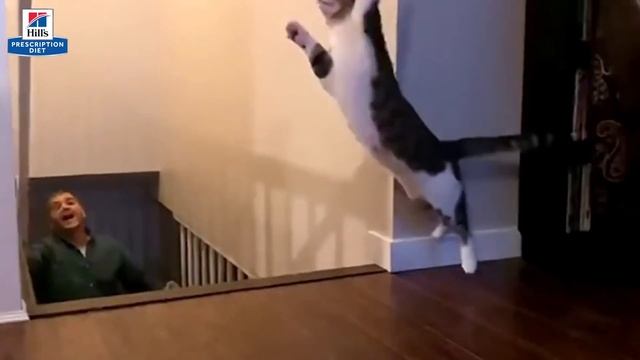 Hill's Pet Nutrition UK & IE Prescription Diet: Science Did That 06 Cat смотреть онлайн