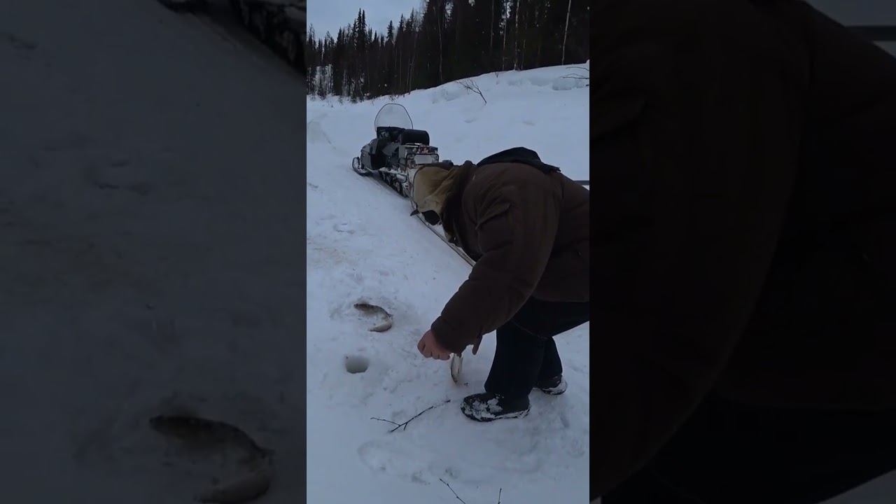 ХАРИУС бомбит смотреть онлайн