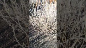 Медный купорос. Обрабатываем ягодные кустарники ранней весной.