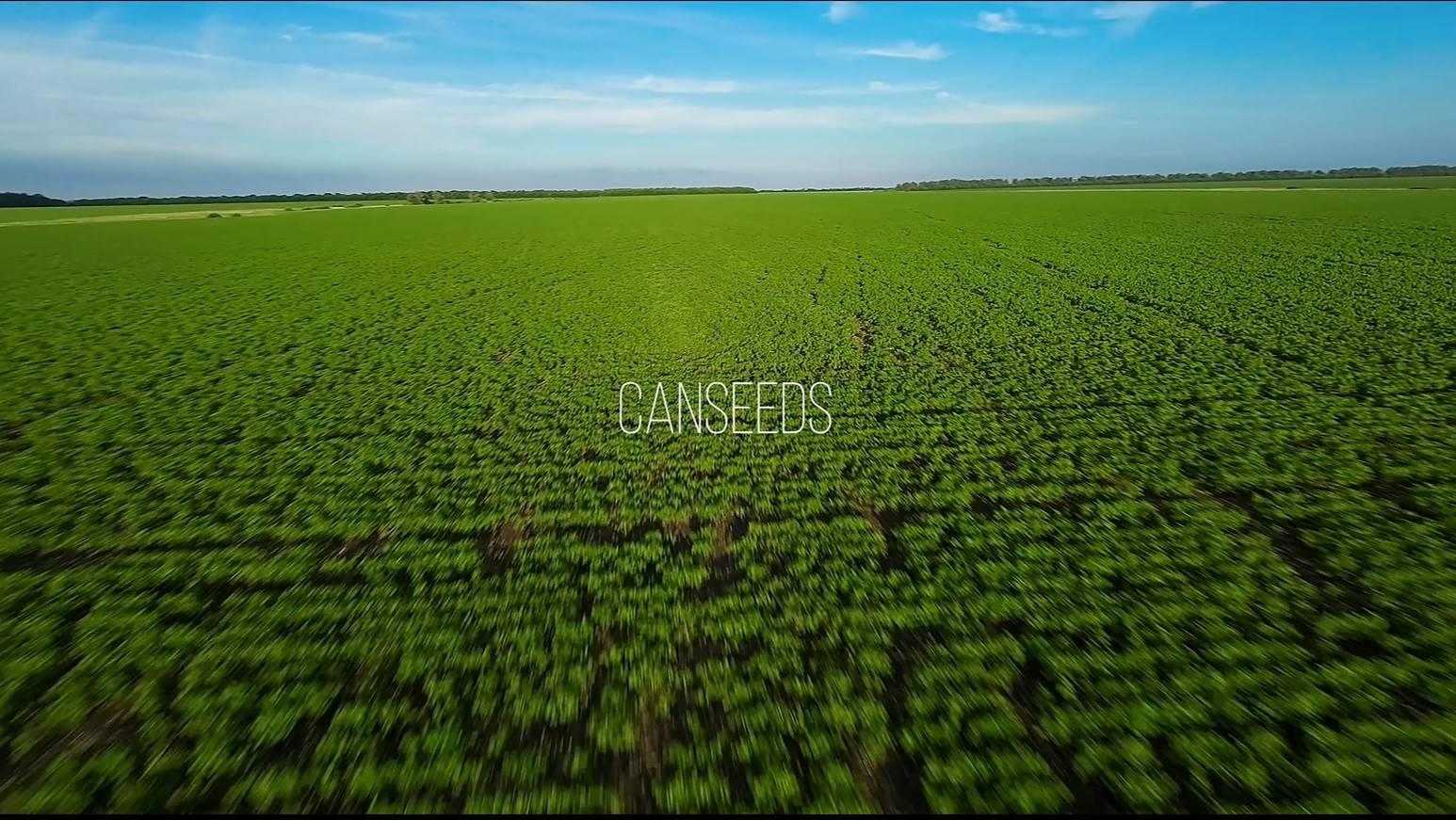 Canseeds итоги работы в 2024 году смотреть онлайн