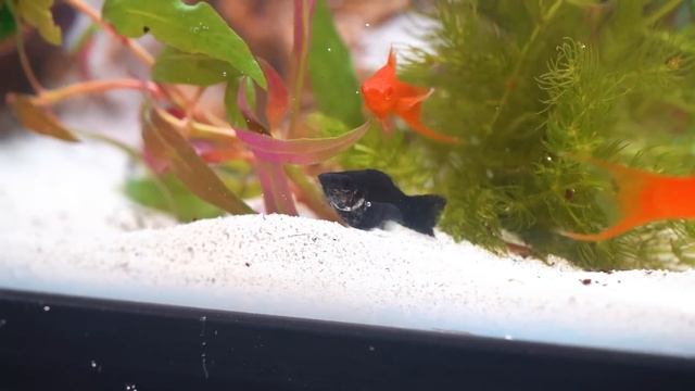 I Got A Pet Walking Fish (literally)