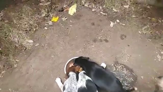 🆘 Кобулети 🇬🇪 Уголовник ,водитель такси вывалил маму и её трое детей/малюсеньких девочек,на МУСОРК смотреть онлайн