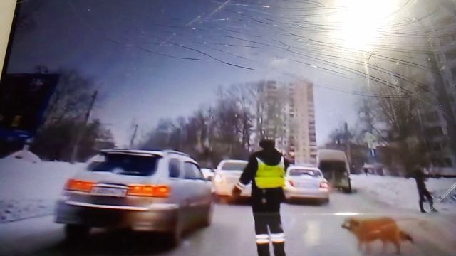 В Челябинске сотрудник ДПС ГИБДД помог хромой собаке перейти дорогу.