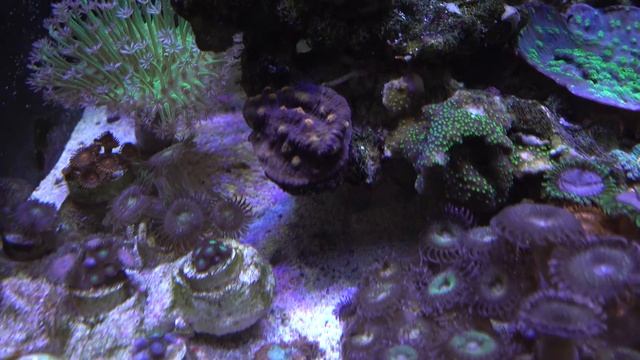 Риф после отпуска Неделю без присмотра смотреть онлайн