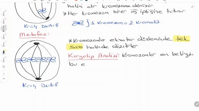 Hücre Bölünmeleri / Mitoz Bölünme смотреть онлайн