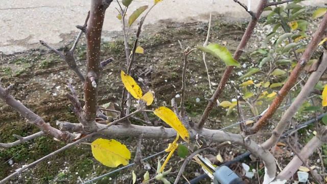 Double Guyot System in Apple.Time to Pruning Gala Schniga® SchniCo red(s) Variety. смотреть онлайн