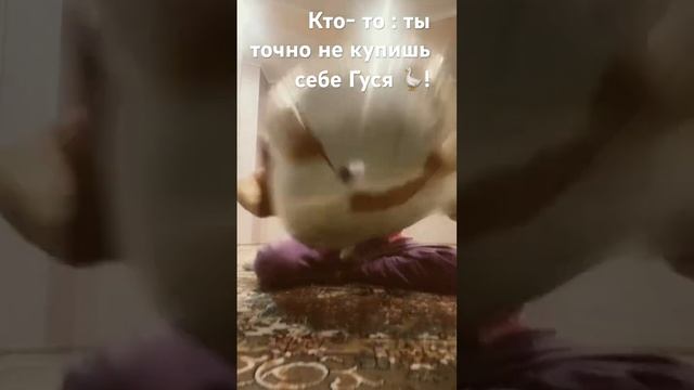 Гусь обнимусь . 190 см ❤️ смотреть онлайн