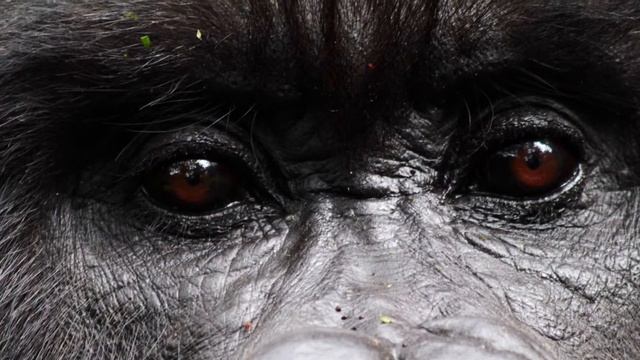 Mountain Gorillas, Virunga National Park, Rwanda