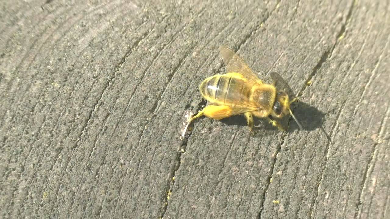 Медоносит верба смотреть онлайн