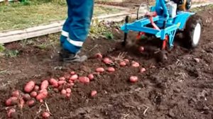 Картофель выращенный на сене