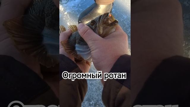 Огромный ротан на мормышку. На 500 грамм потянет ? смотреть онлайн