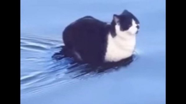 Maxwell the Cat Theme 1 Hour reverb Edition