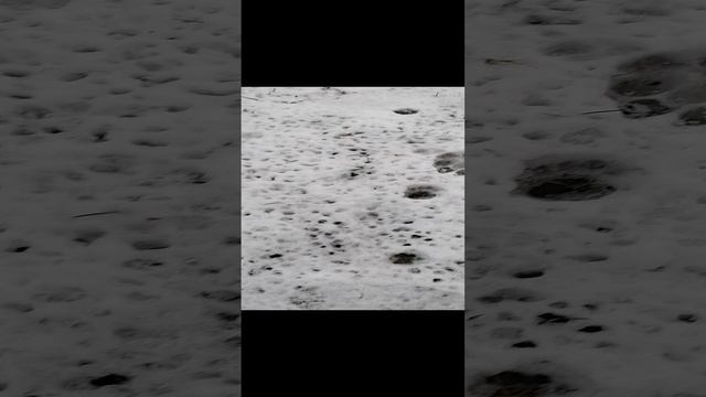 Таинственные следы на снегу... _20241121_150101 смотреть онлайн