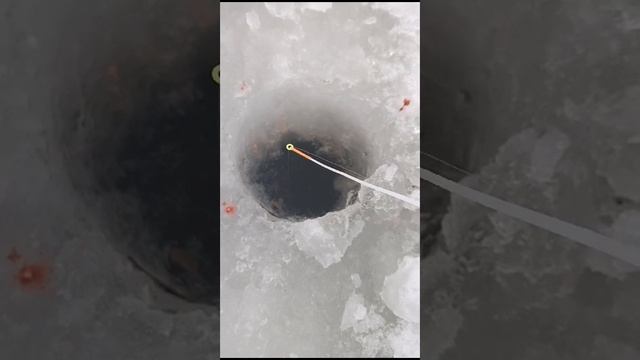 Как клюёт плотва в зимнее время смотреть онлайн