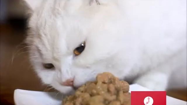 Корм для кошек "Таймли" смотреть онлайн