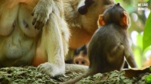 Update Day 5 of Baby Calvin Life, Casi Still Not Adopt Abandoned Baby Calvin, Please Accept Him Cas