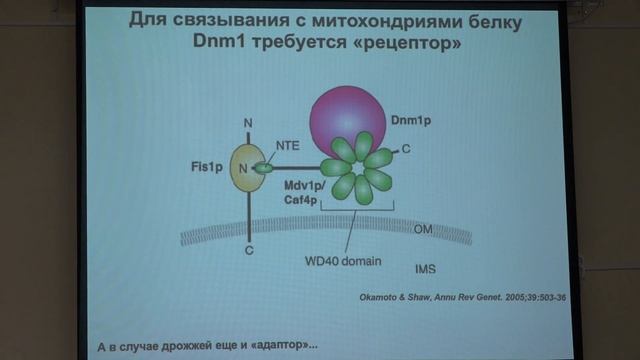 Кнорре Д. А. - Структура и функция митохондрий - 2. Динамика и деление митохондрий смотреть онлайн