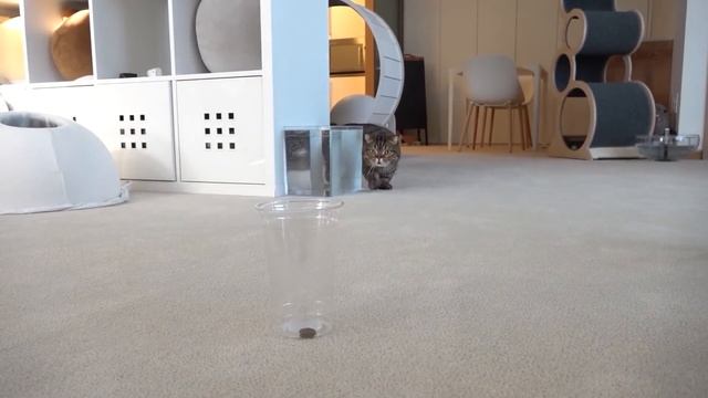 Treat Cup Challenge! | Kittisaurus