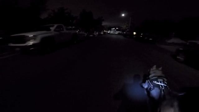 Using A Flash LED Leash To Exercise My Siberian Husky AT NIGHT!! смотреть онлайн
