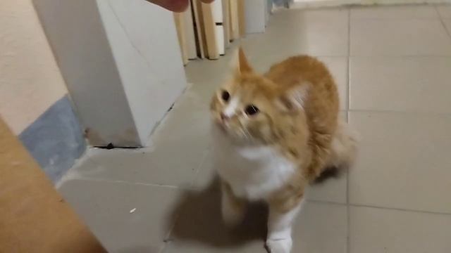 23.04.2023 Муся, Шлёпа и Рыжик устроили тусу в тамбуре смотреть онлайн