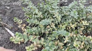 ЖИМОЛОСТЬ (ОШИБКИ УХОДА)