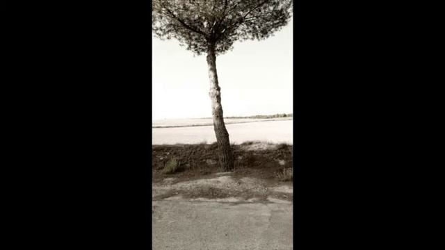 "Soy un árbol" смотреть онлайн