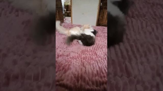 СКАНДАЛ КОТИКОВ смотреть онлайн