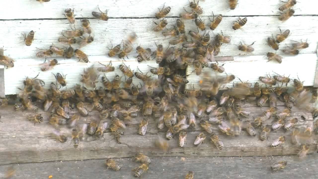 Существуют ли агрессивные медоносные пчелы смотреть онлайн