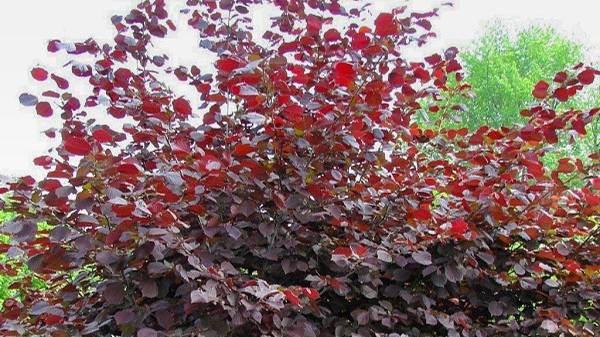 Часть 2. ФУНДУК Московский рубин. Кустарники, которые и декоративны, и съедобны.