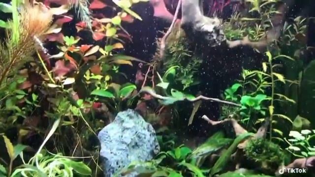 Дизайн аквариума смотреть онлайн