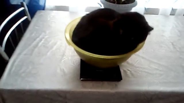 Соня на весы смотреть онлайн