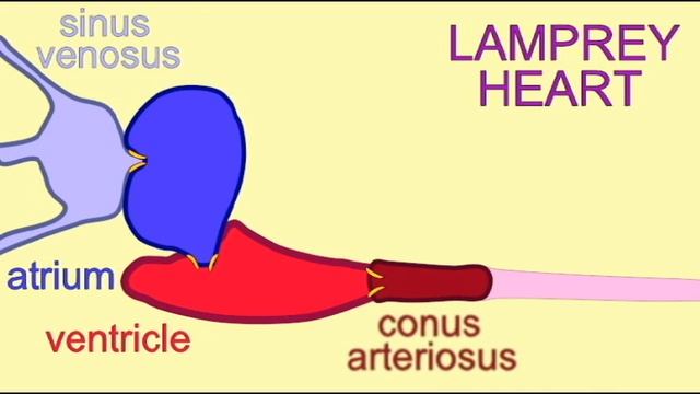 CVA3_HEART_LAMPREY.avi смотреть онлайн