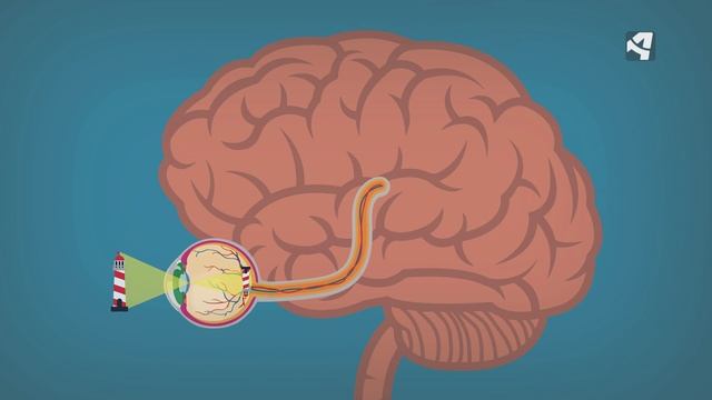 ¿Cómo procesan nuestros ojos las imágenes? смотреть онлайн