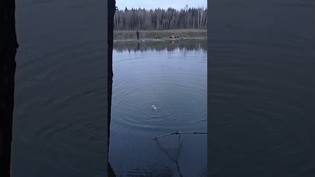 поимка форели смотреть онлайн