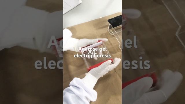Agarose gel electrophoresis смотреть онлайн