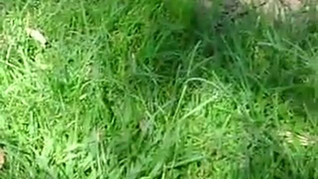 heli modelo 2ch смотреть онлайн