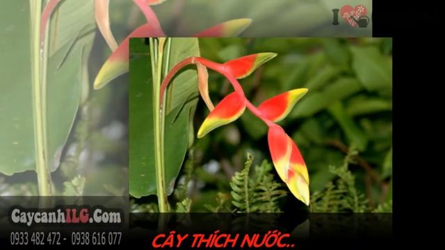 CâyChuối Pháo Heliconia rostrata смотреть онлайн