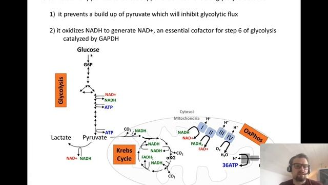 Lecture 1 -TCD Immunometabolism lecture series смотреть онлайн