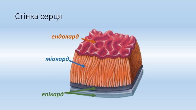 Серце і його робота Лаудін Олександр 8 Б смотреть онлайн