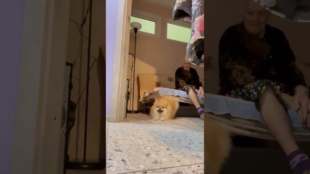 Собака барабака,