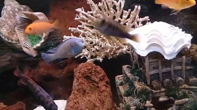 КОМЕДИЯ РОК Чёрная Душа!(( смотреть онлайн