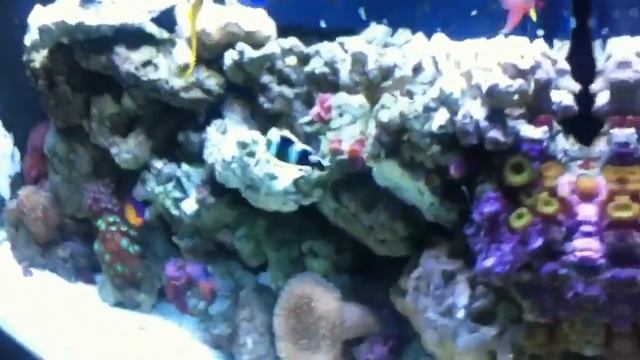 RED SEA MAX 250 смотреть онлайн