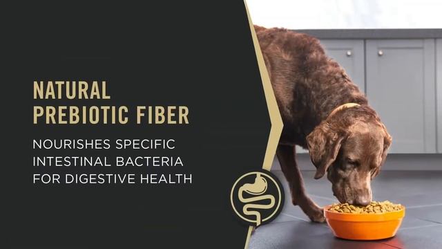 1 :Purina Pro Plan High Protein Shredded Blend Chicken & Rice Formula | PuppySimply смотреть онлайн