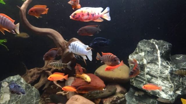 Внешний фильтр Fluval FX4. смотреть онлайн