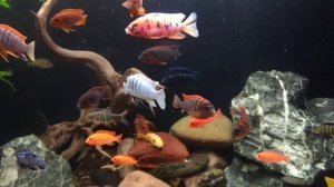 Внешний фильтр Fluval FX4.