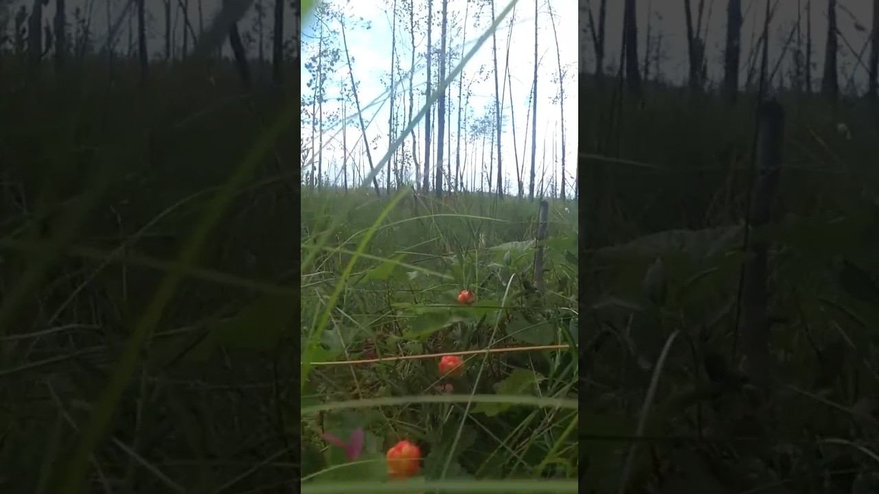 Морошка вкусняшка смотреть онлайн