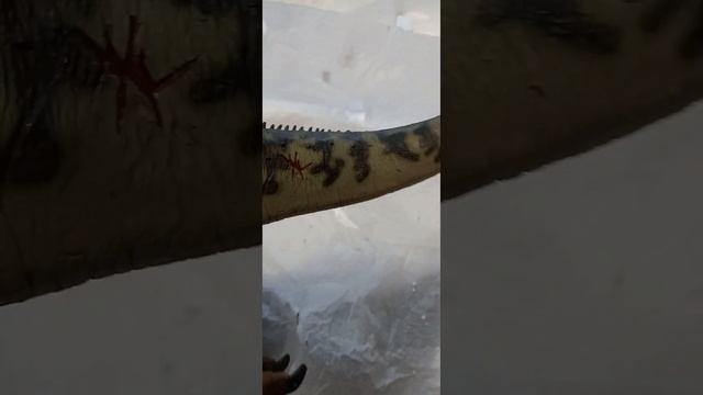 SIDESHOW DINOSAURIA ALLOSAURUS VS. CAMARASAURUS Unboxing/распаковка сайдшоу аллозавры VS камаразавр