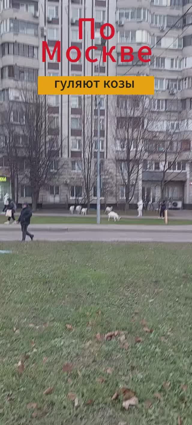 Животные в Москве смотреть онлайн