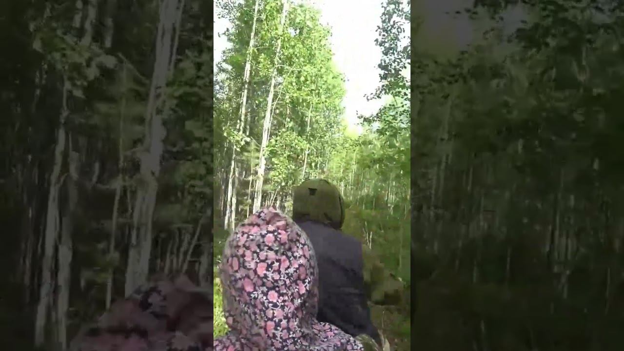 на вездеходе по просеке смотреть онлайн